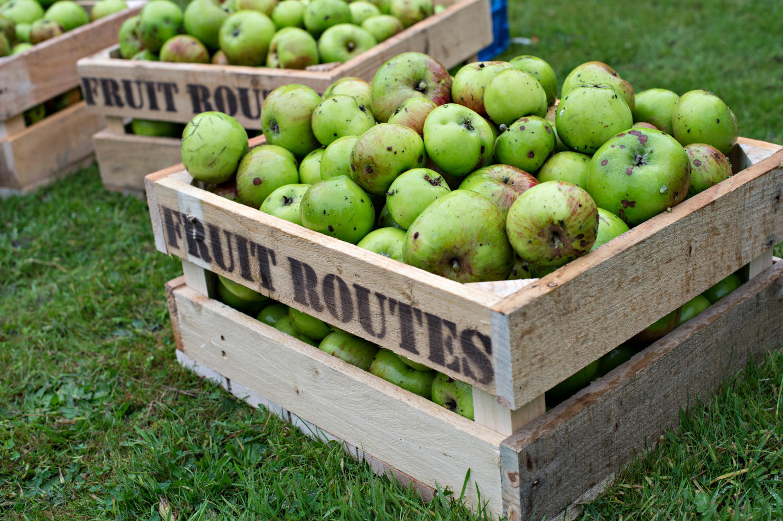 
                          Fruit Route
                        
